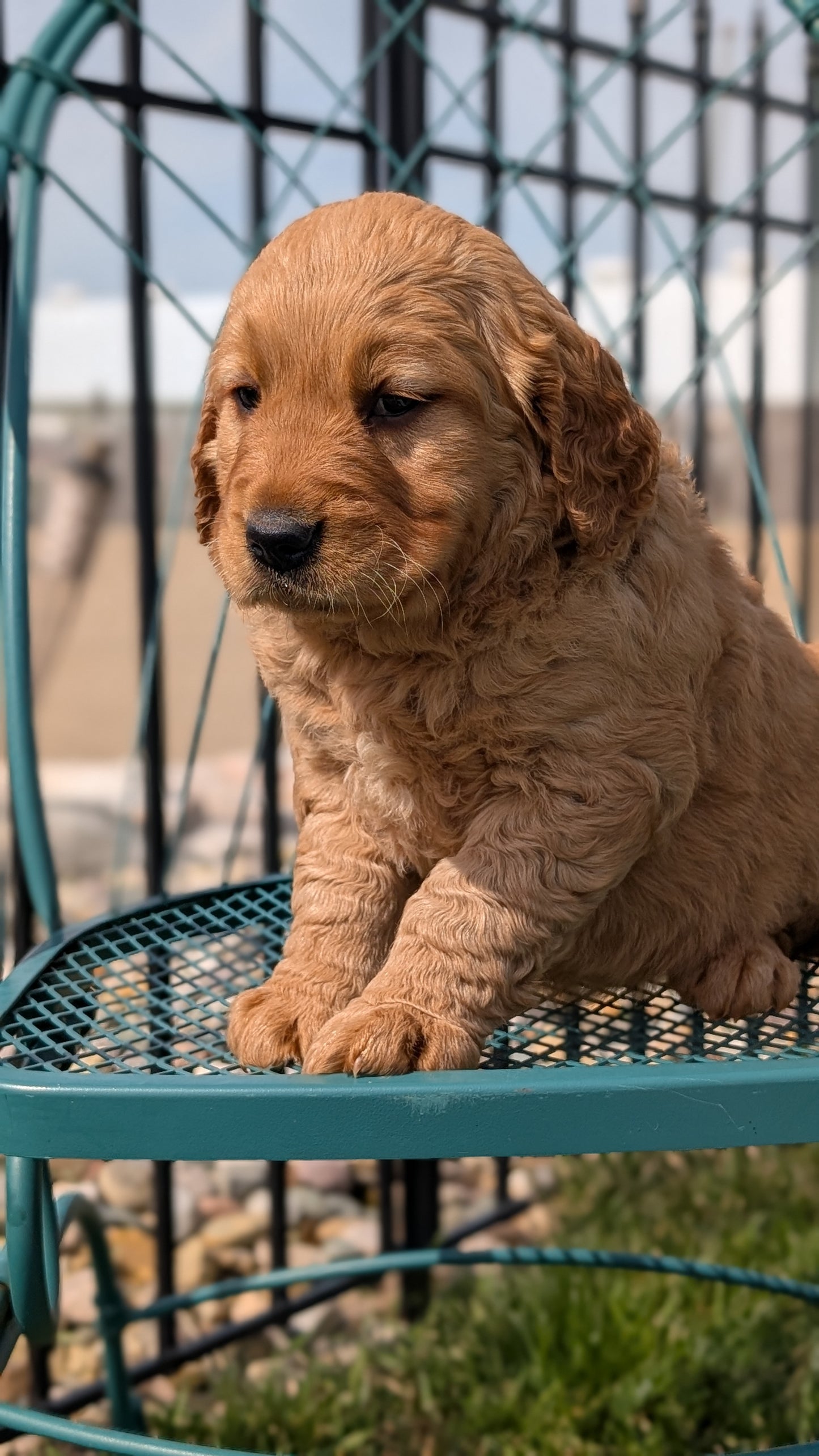 GOLDEN RETRIEVER (FEB 04) FEMALES