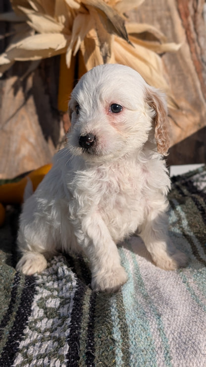 CAVAPOO (OCT 02) MALES