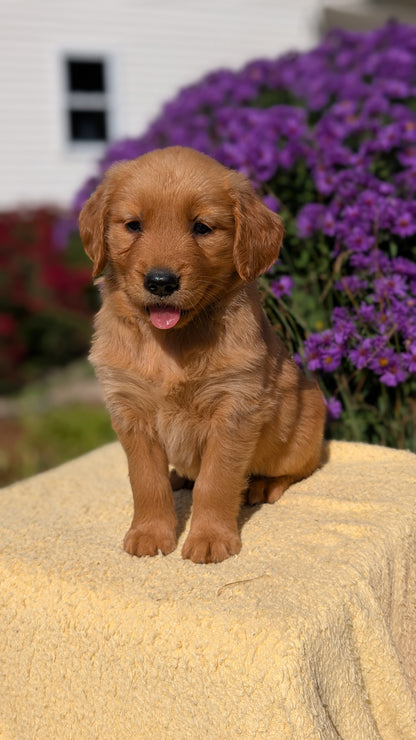 GOLDEN RETRIEVER (08/14) FEMALE