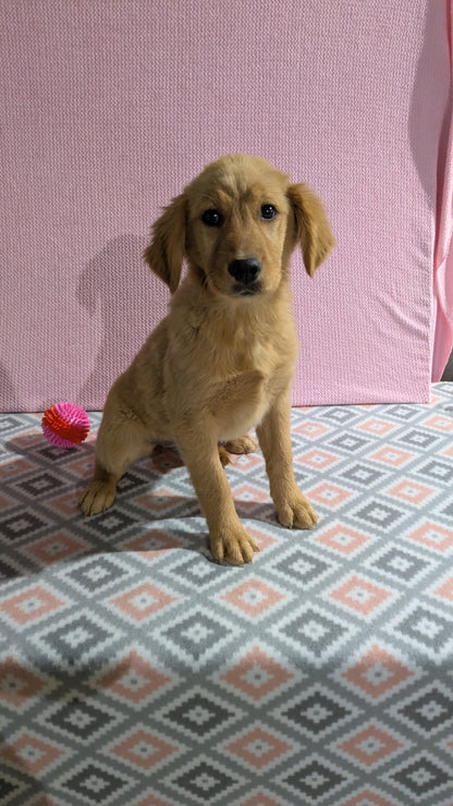 GOLDEN RETRIEVER (11/09) FEMALE