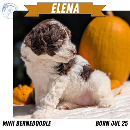 MINI BERNEDOODLE (07/25) FEMALE