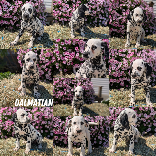 DALMATIAN (JUN 29) FEMALES
