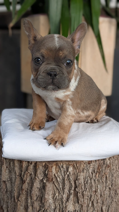 FRENCH BULLDOG (08/12) MALE