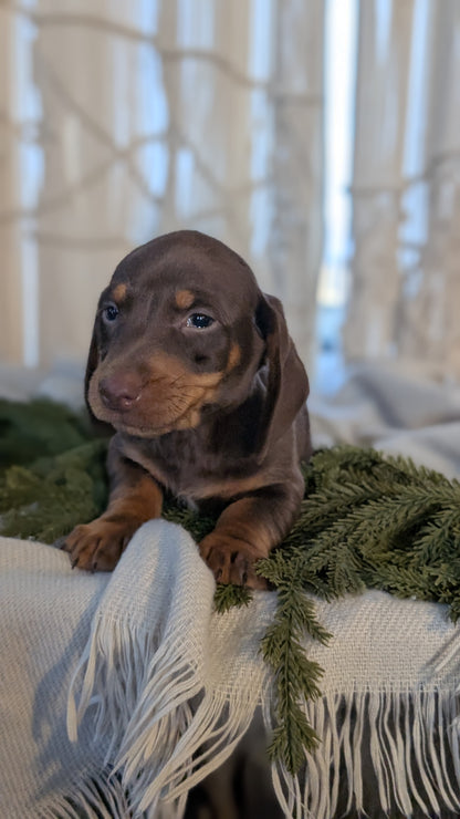 MINI DACHSHUND (NOV 16) MALES