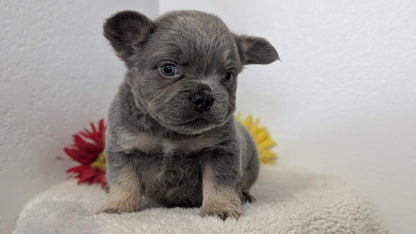 FRENCH BULLDOG (FEB 21) MALES