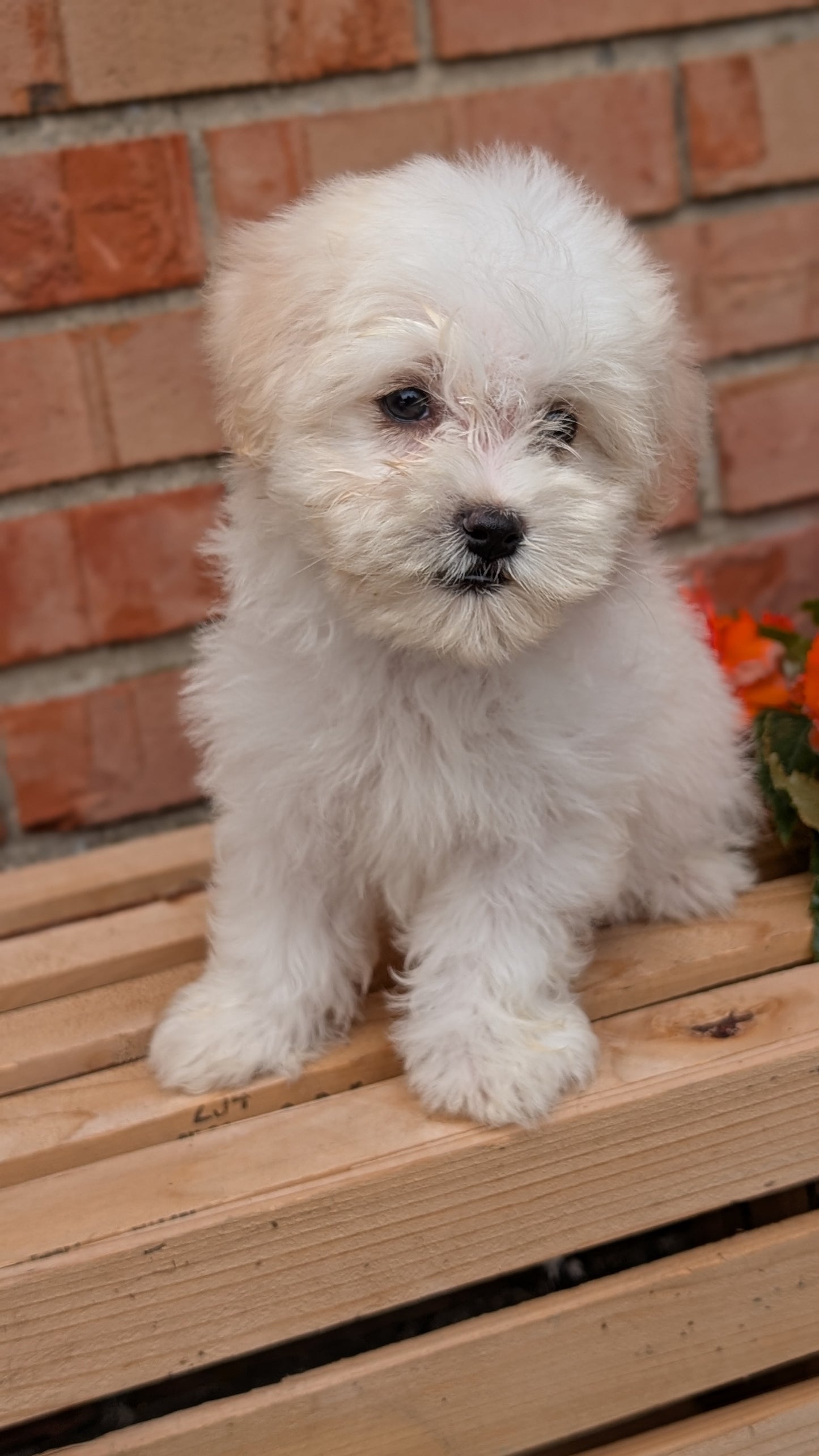 HAVANESE (MAY 14) MALES