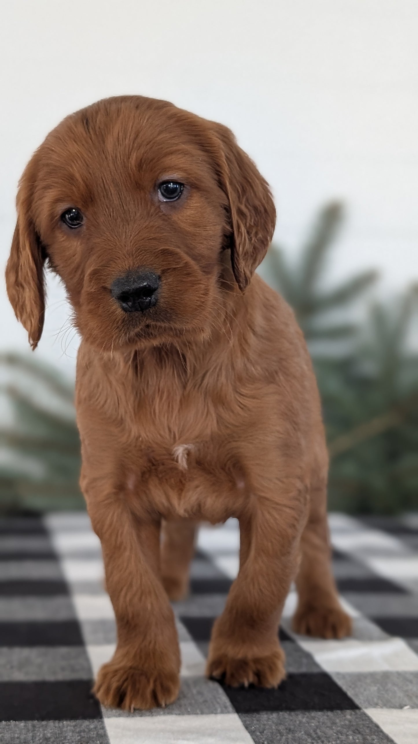 IRISH SETTER (NOV 02) MALES