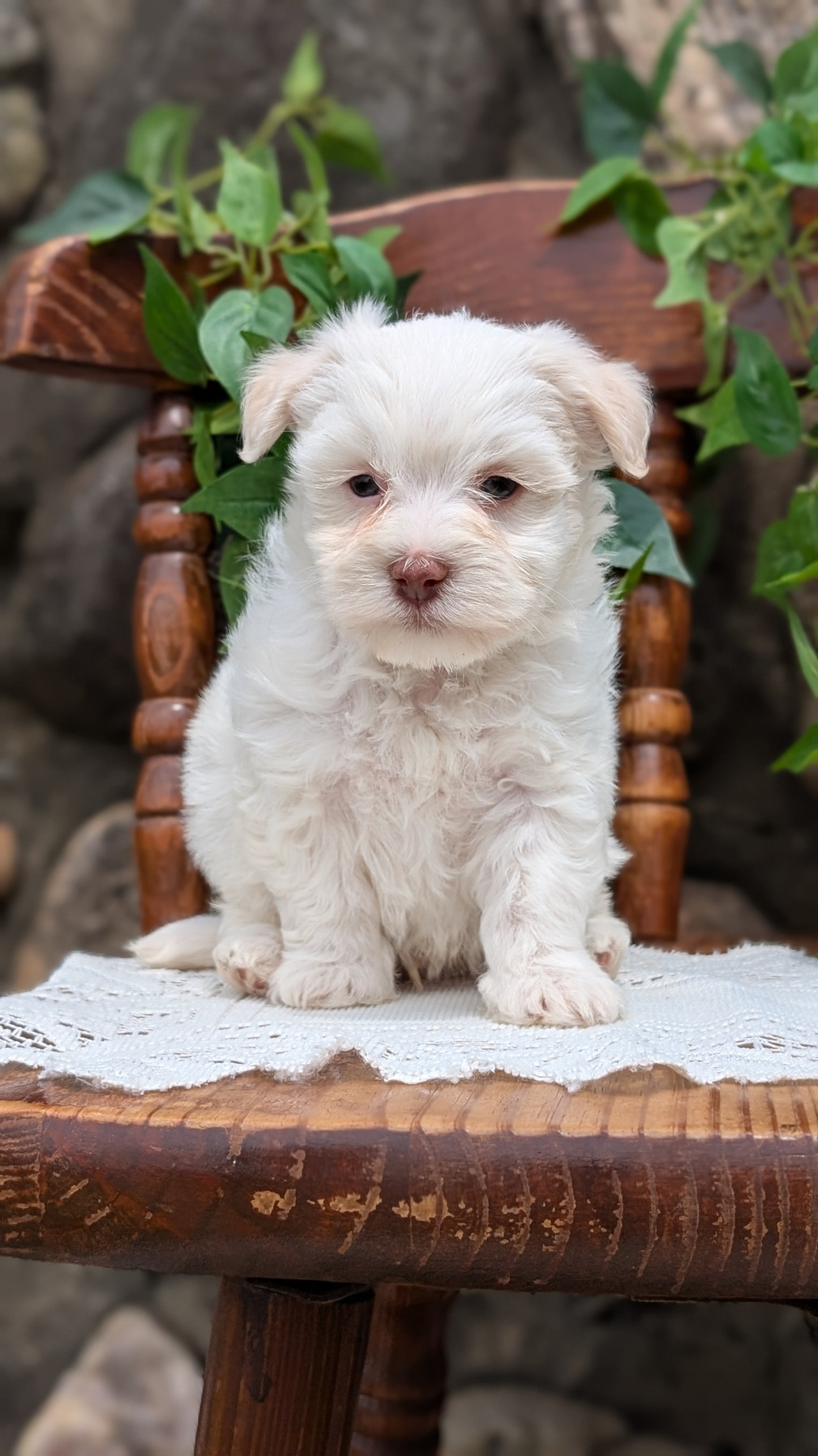 HAVANESE (APR 09) MALES