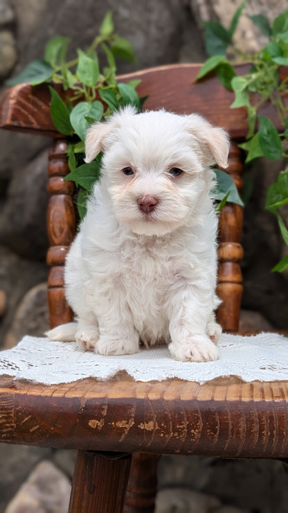 HAVANESE (APR 09) MALES