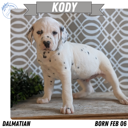 DALMATIAN (FEB 06) MALES