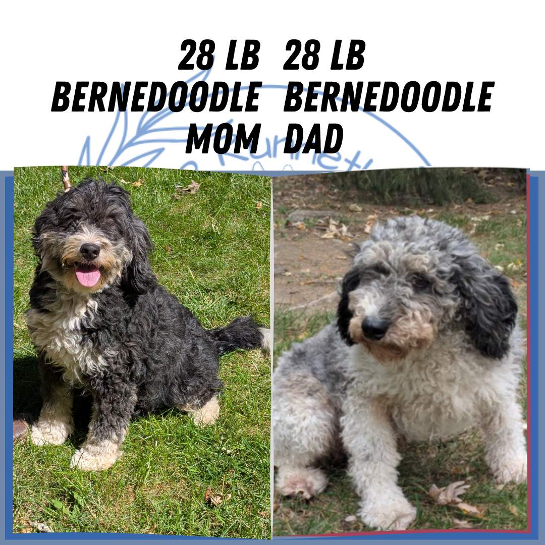 MINI BERNEDOODLE (07/25) FEMALE