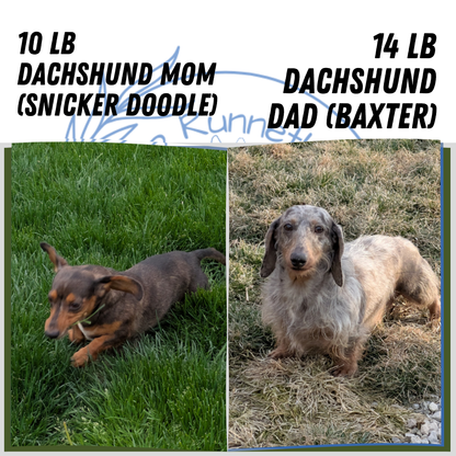 MINI DACHSHUND (OCT 20) MALES