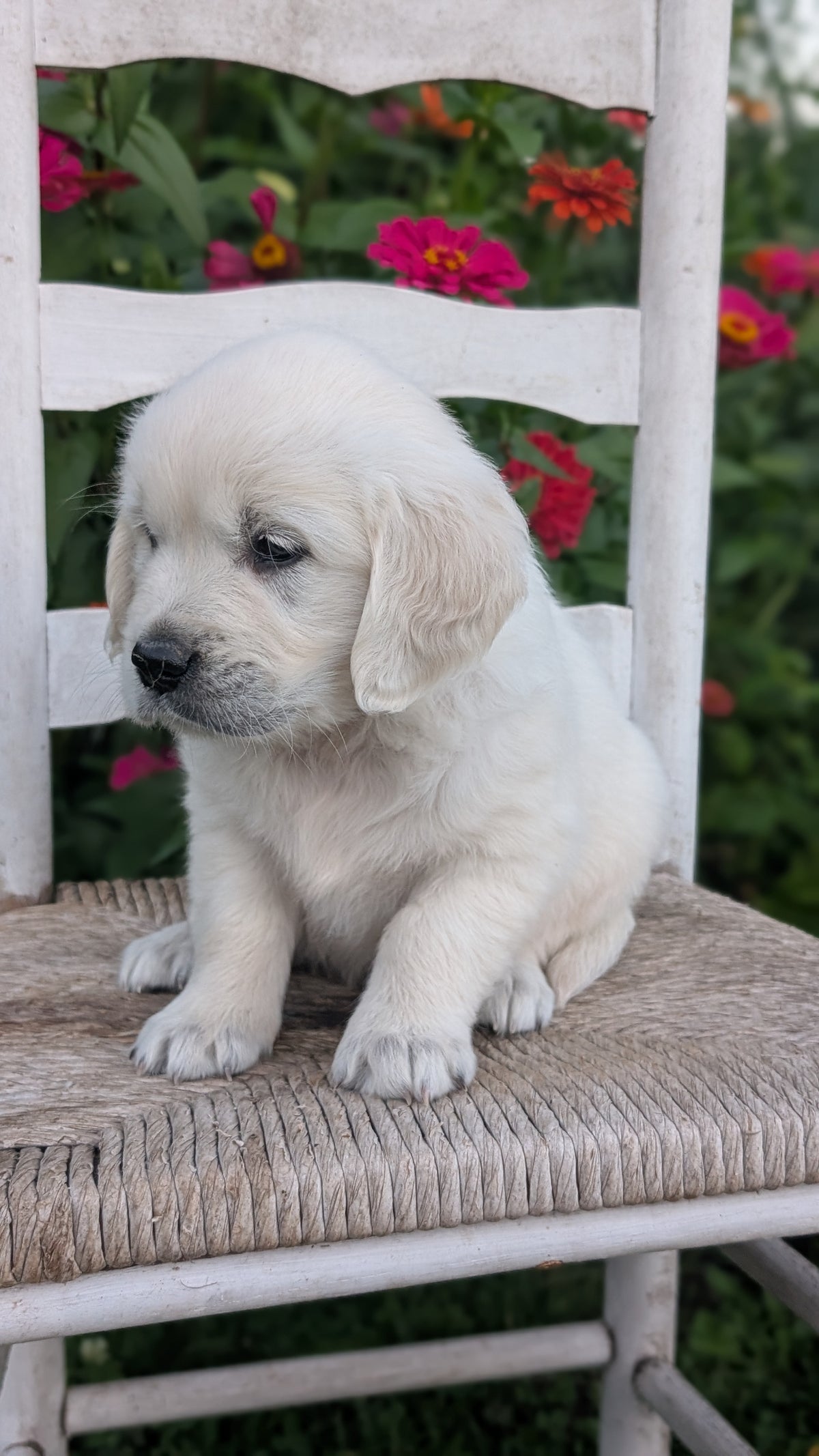 ENGLISH CREAM RETRIEVER (AUG 19) 3 MALES/4 FEMALES