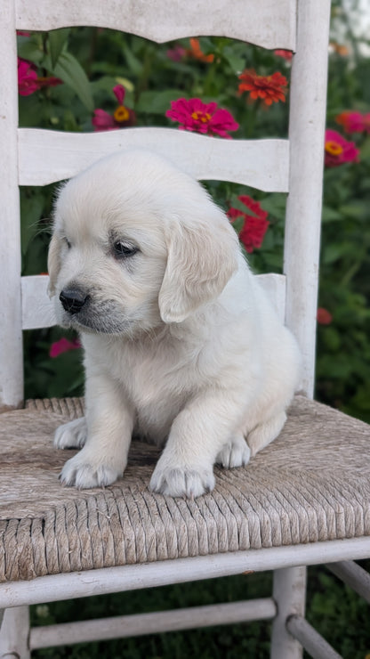 ENGLISH CREAM RETRIEVER (AUG 19) 3 MALES/4 FEMALES