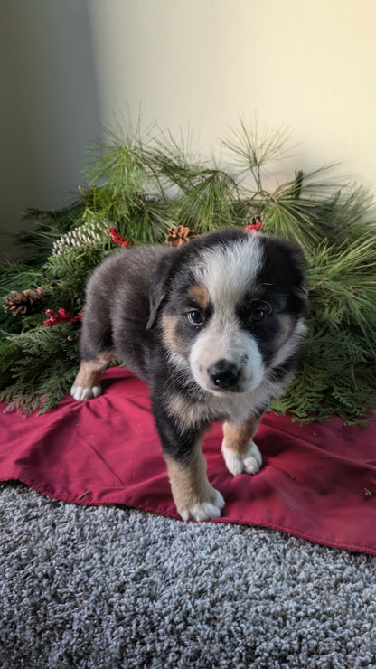 GOLDEN BERNESE (10/28) MALE