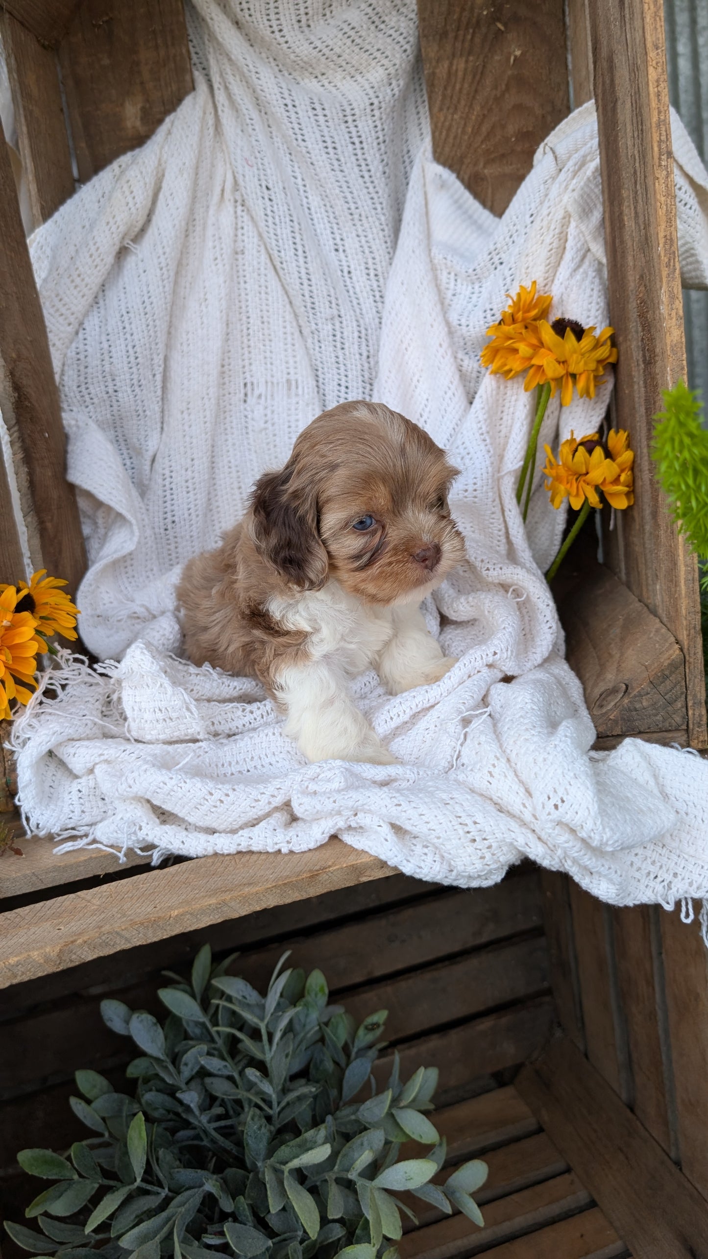 COCKAPOO (06/02) MALE
