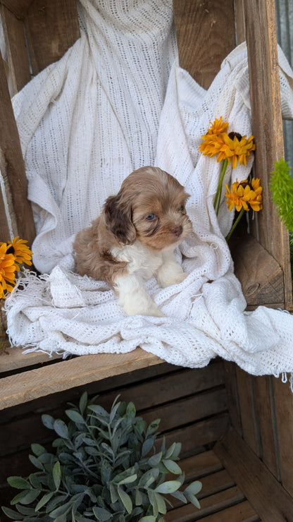COCKAPOO (06/02) MALE