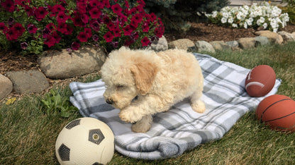 TOY BERNEDOODLE (06/11) MALE