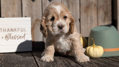 COCKER SPANIEL (09/21) FEMALE