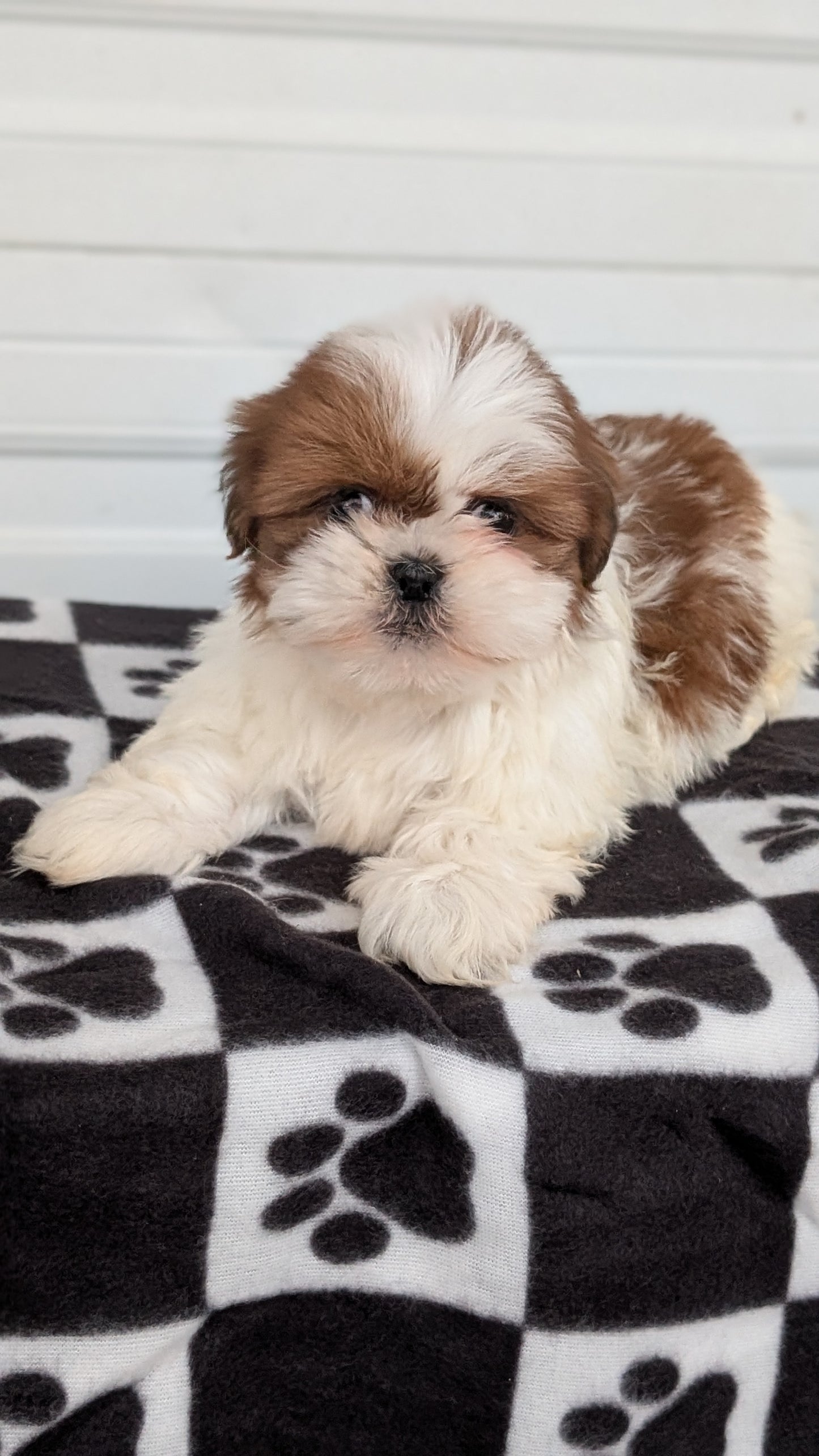 SHIH TZU (NOV 15) MALES
