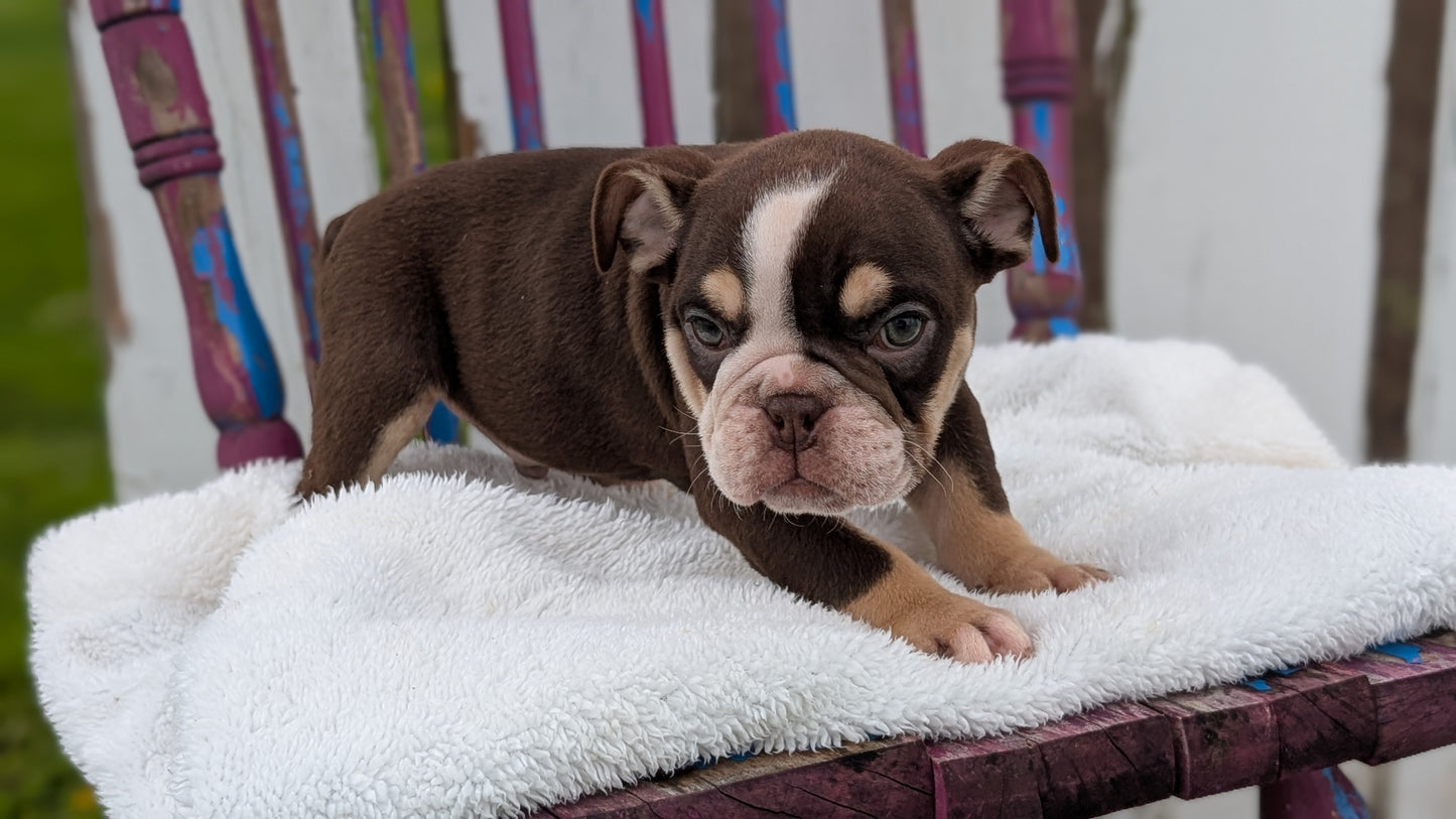 ENGLISH BULLDOG (FEB 09) MALES