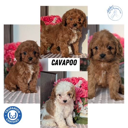 CAVAPOO (DEC 26) FEMALES
