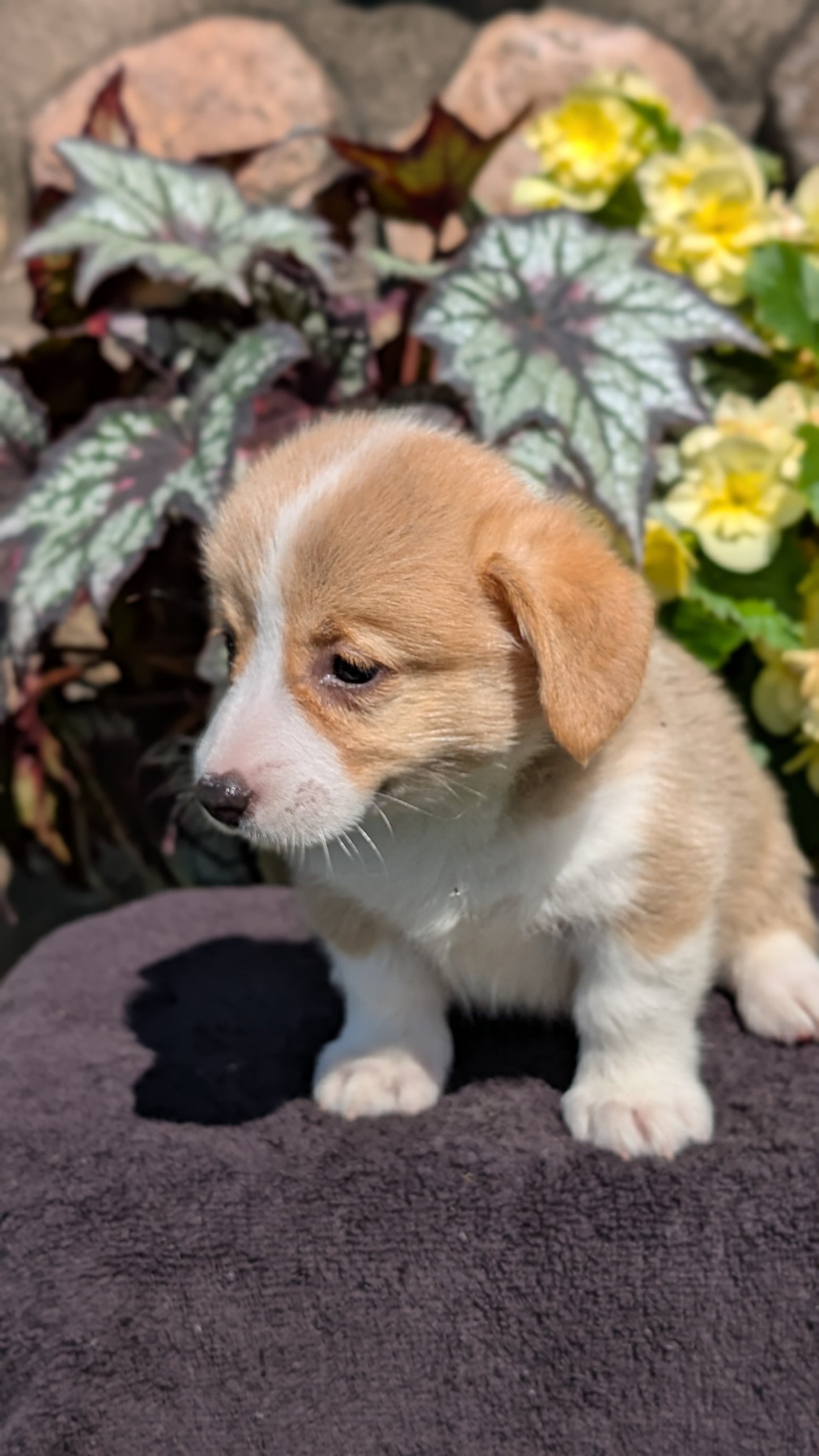CORGI (JUL 13) 2 FEMALES/3 MALES