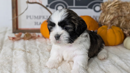 SHIH TZU (AUG 17) 2 FEMALES/3 MALES