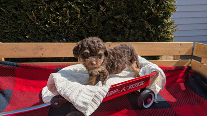 TOY POODLE (01/23) FEMALE