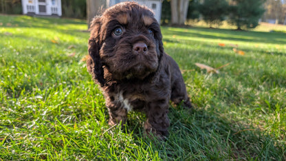 COCKER SPANIEL (09/21) MALE