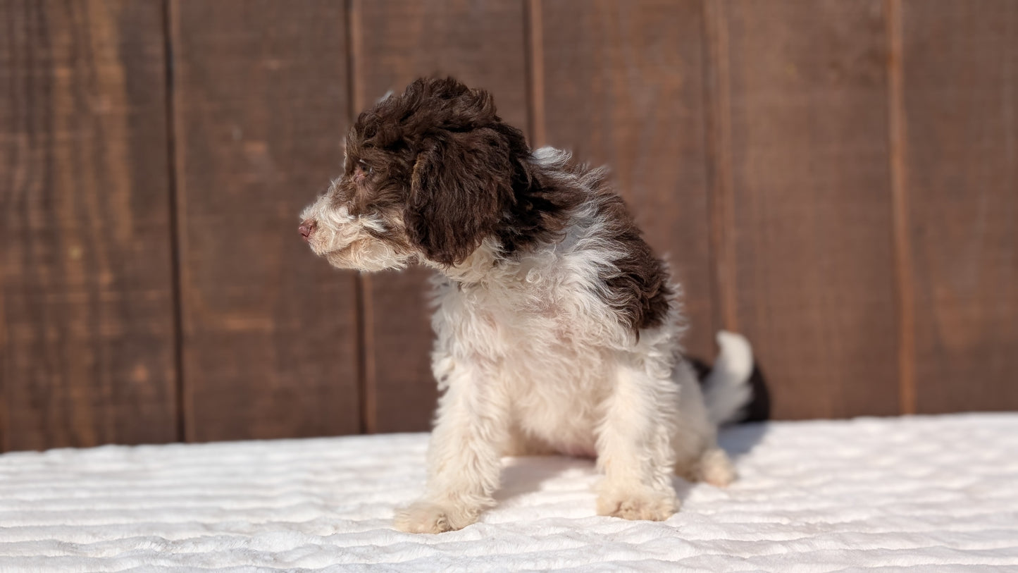 MINI BERNEDOODLE (07/25) FEMALE