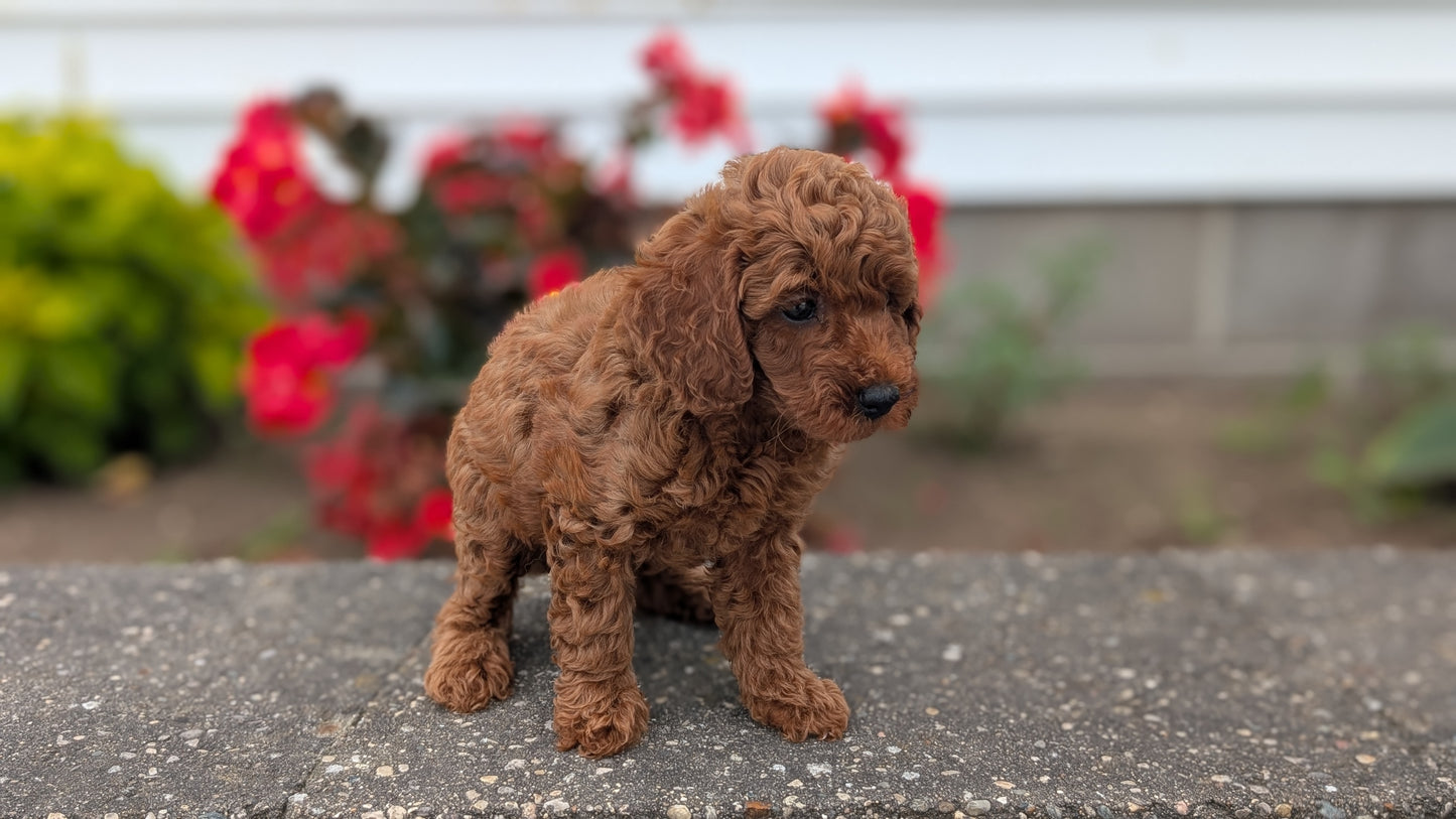 TOY POODLE (07/04) MALE