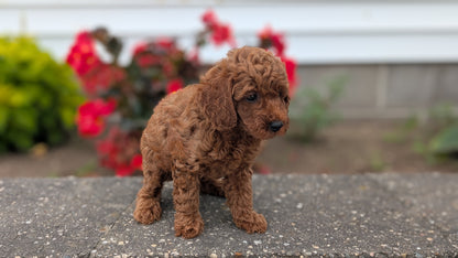 TOY POODLE (07/04) MALE