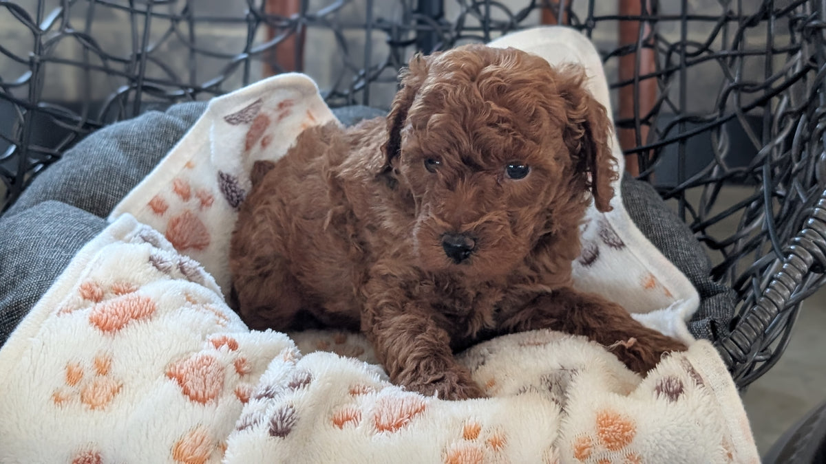 TOY POODLE (SEP 10) 4 MALES/2 FEMALES