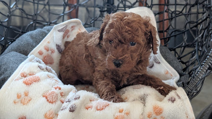 TOY POODLE (SEP 10) 4 MALES/2 FEMALES