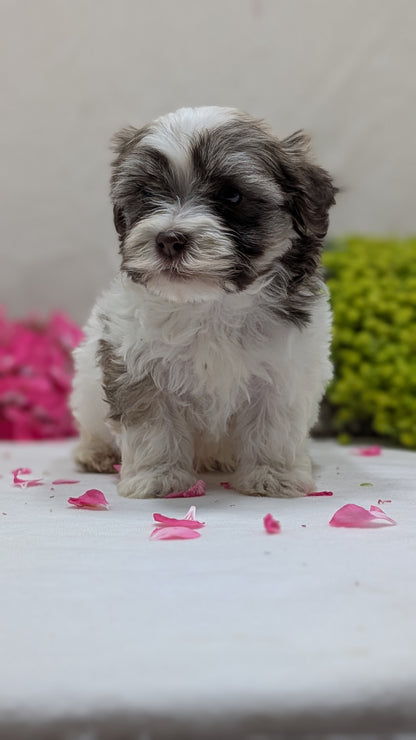 HAVANESE (09/13) MALE