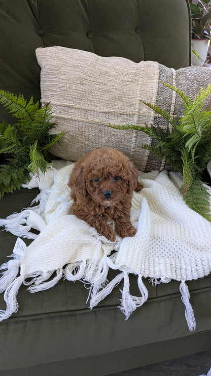 CAVAPOO (01/10) FEMALE