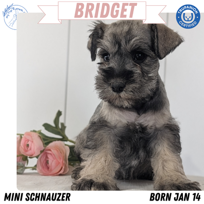 MINI SCHNAUZER (JAN 14) FEMALES