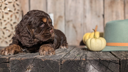 COCKER SPANIEL (09/21) MALE