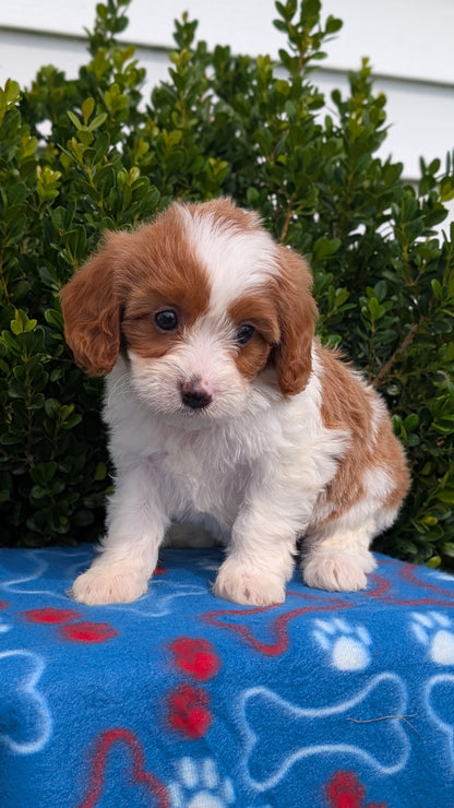 CAVAPOO (MAY 25) FEMALES