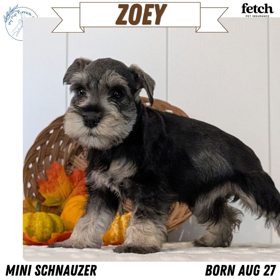MINI SCHNAUZER (AUG 27) 4 FEMALES/1 MALE