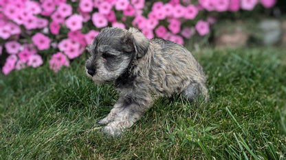 MINI SCHNAUZER (07/26) MALE