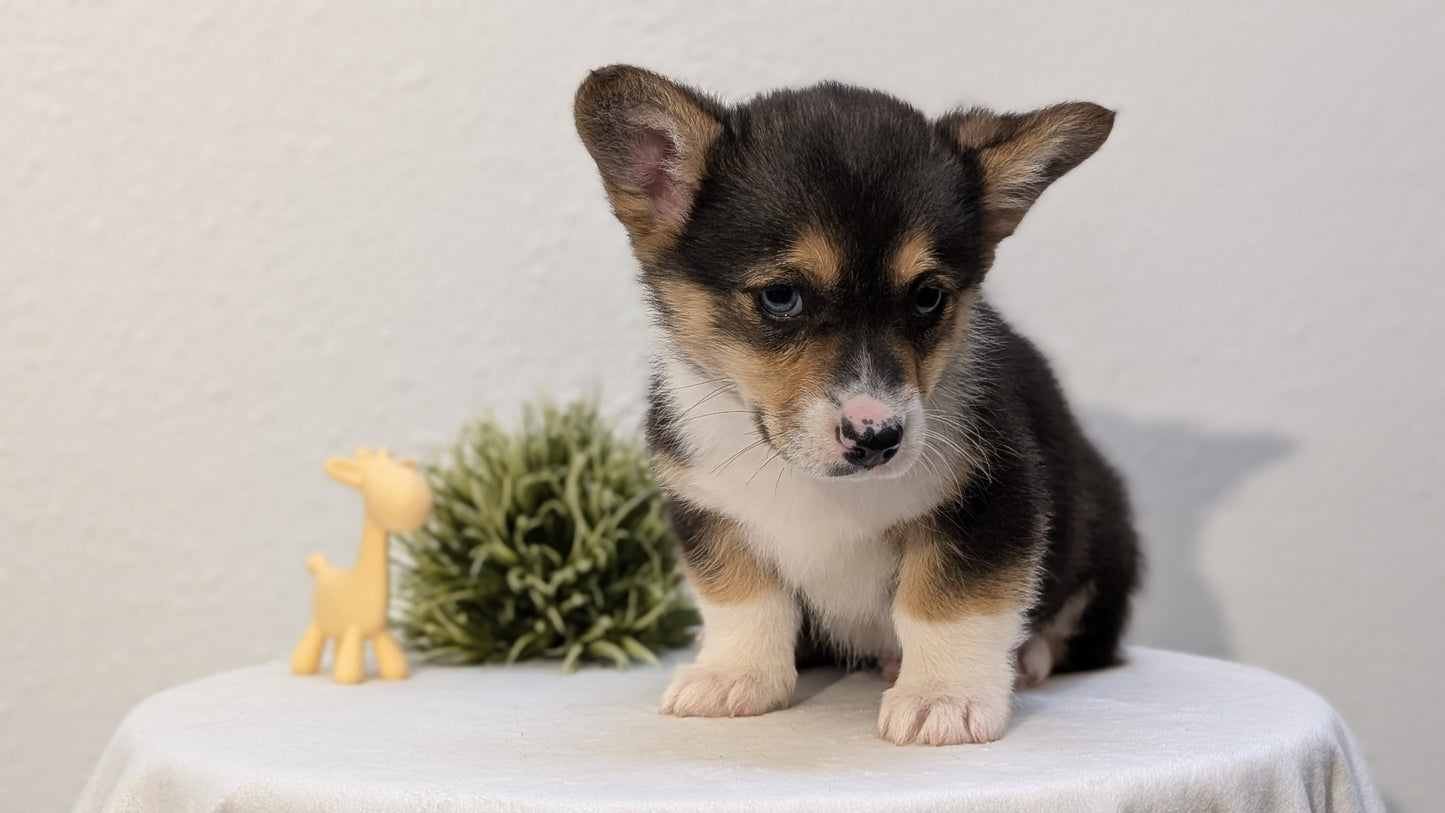 CORGI (JAN 09) MALES
