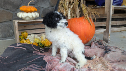 TOY BERNEDOODLE (06/11) MALE