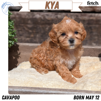 CAVAPOO (MAY 12) FEMALES