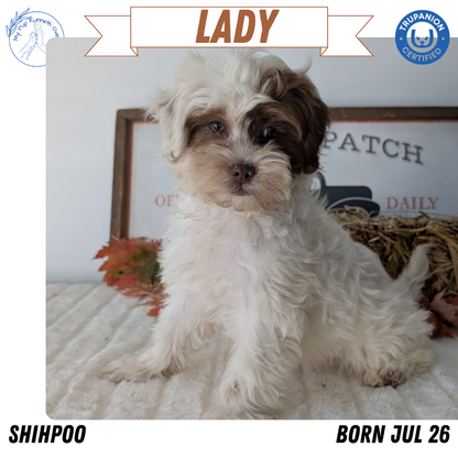 SHIHPOO (07/26) FEMALE