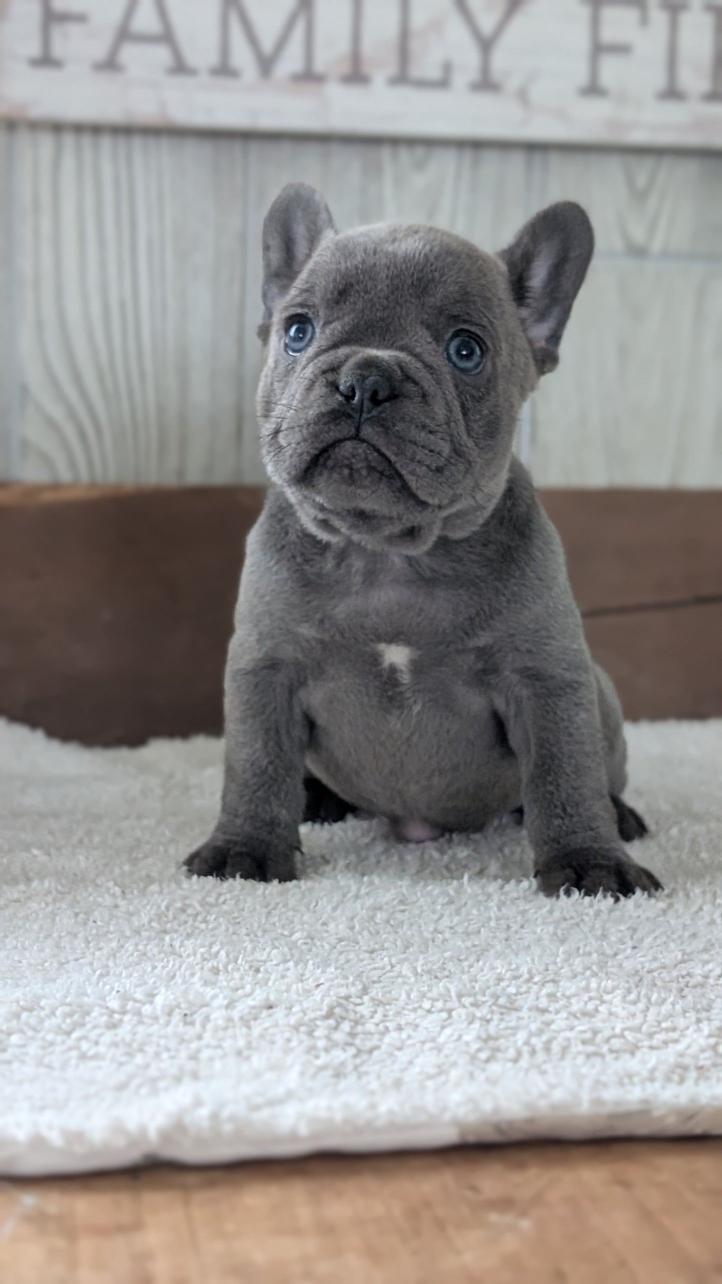 FRENCH BULLDOG (NOV 22) FEMALE