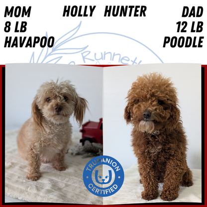 HAVAPOO (NOV 27) MALE