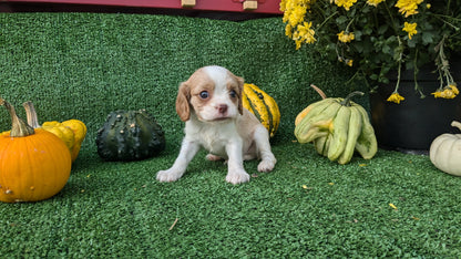 CAVALIER (08/12) FEMALE