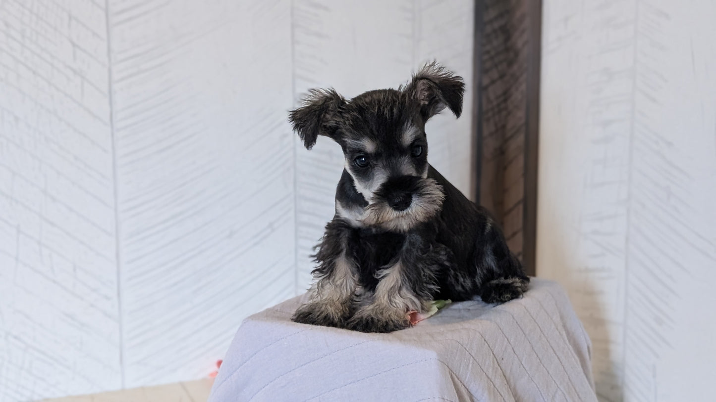 MINI SCHNAUZER (FEB 15) FEMALES